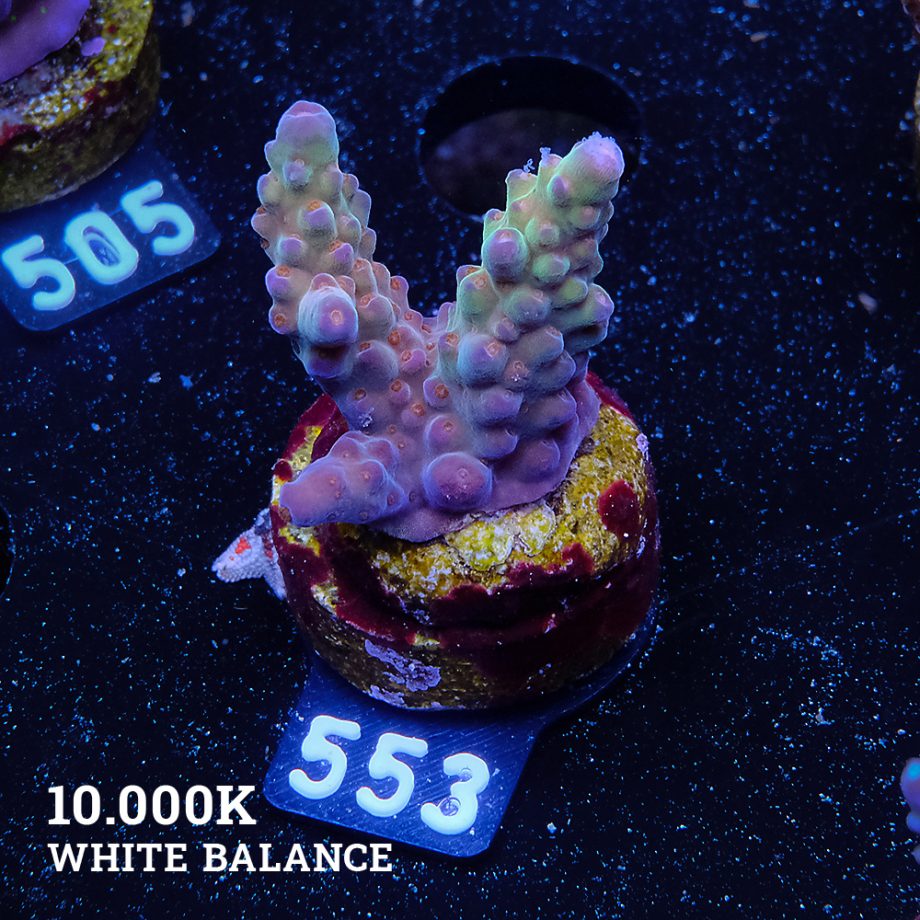 Acropora 'Wonderland'