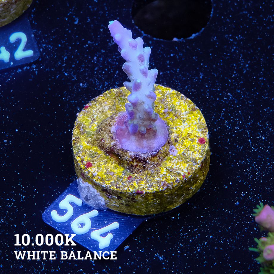 TK Purple Dream