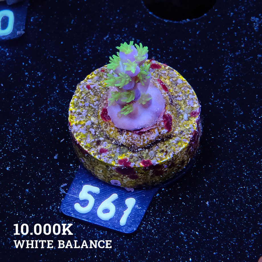 Acropora Bellina S