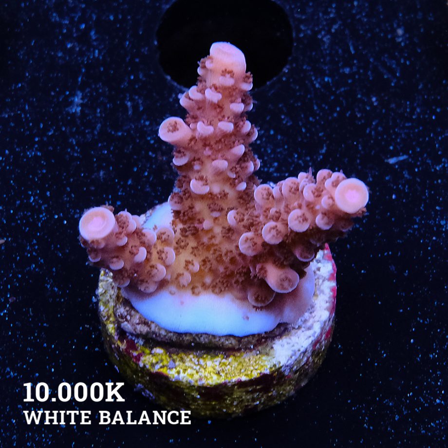 Acropora Sp.