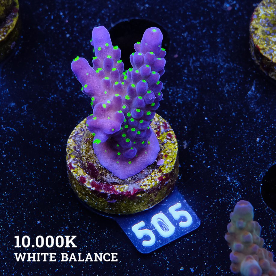 Acropora 'Tricpolor'