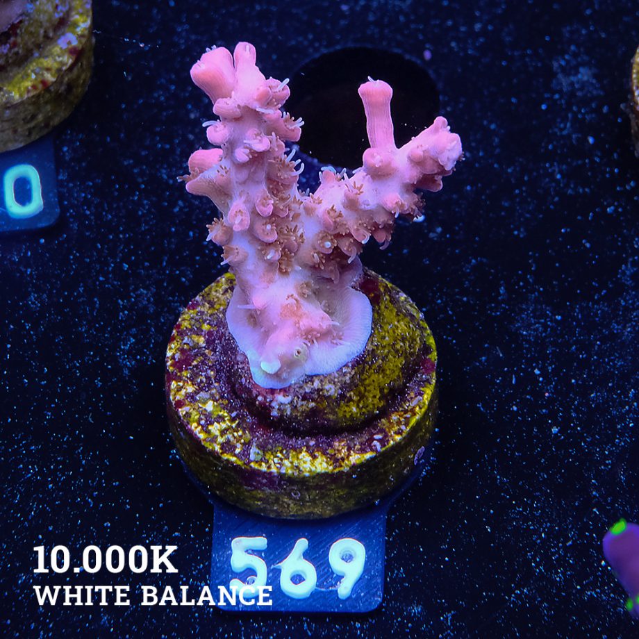 Acropora 'Confetti
