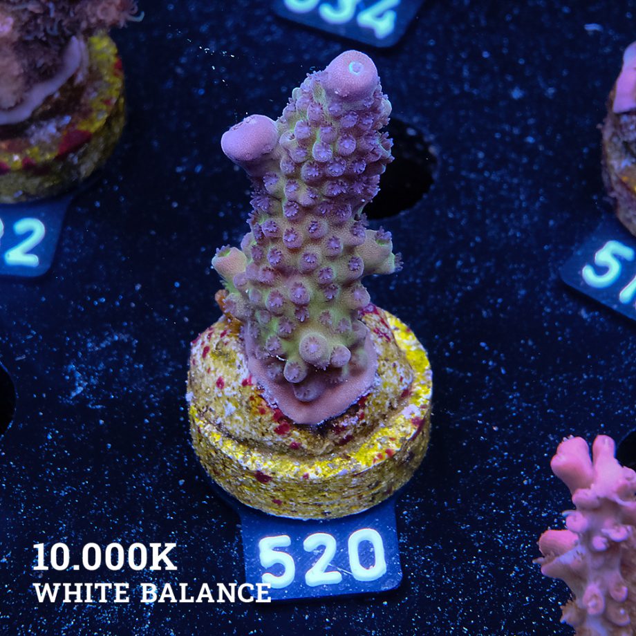 Acropora Gimmidera 'Blue'