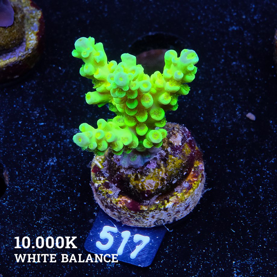 Acropora Batunai