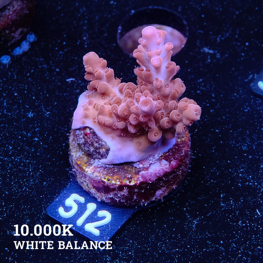 Acropora Rosaria