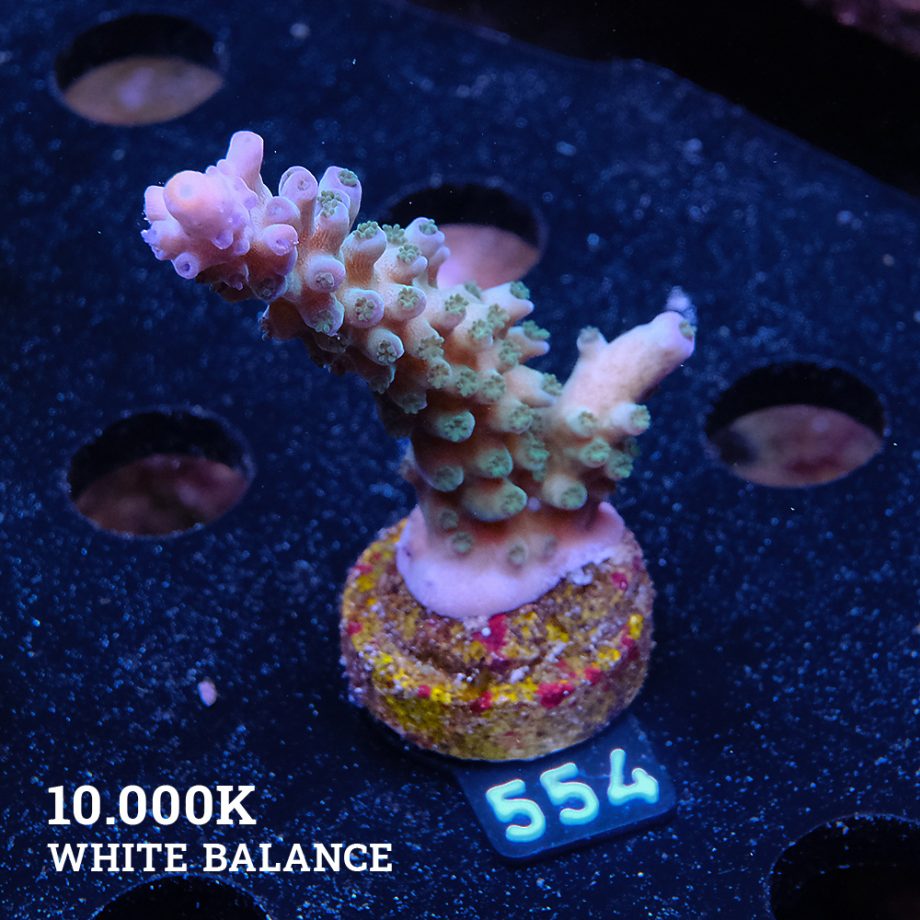 TK Rainbow Tort