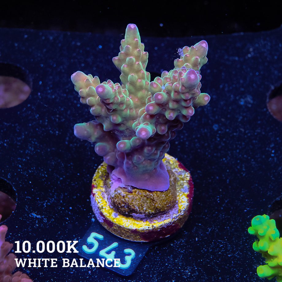 Acropora 'Wonderland'