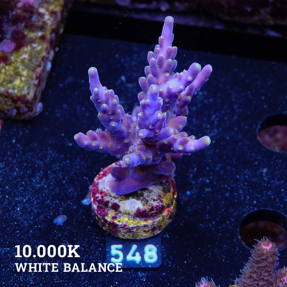 Acropora Valida