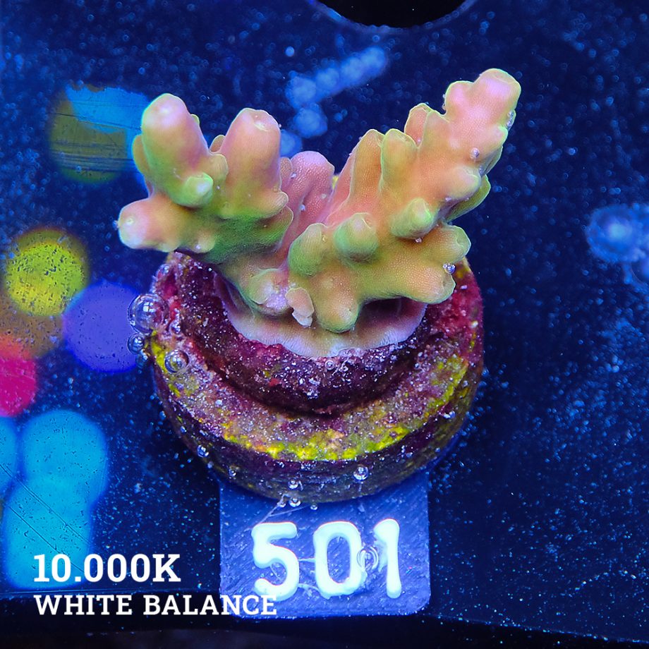 Acropora 'Goldfinger'