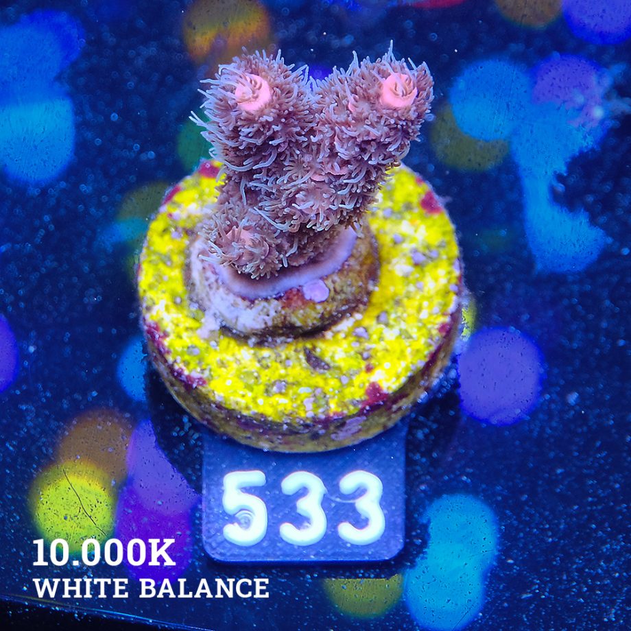 Acropora Millepora