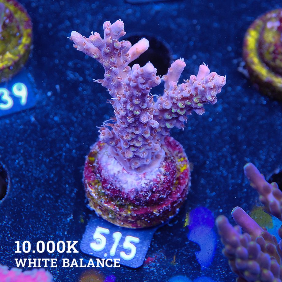 Acropora Sp.