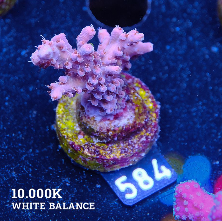 Acropora Sp.