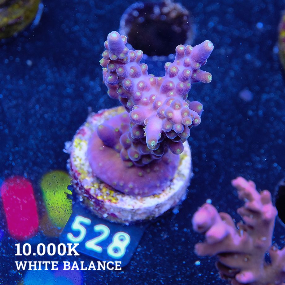 TGTG - Acropora Valida