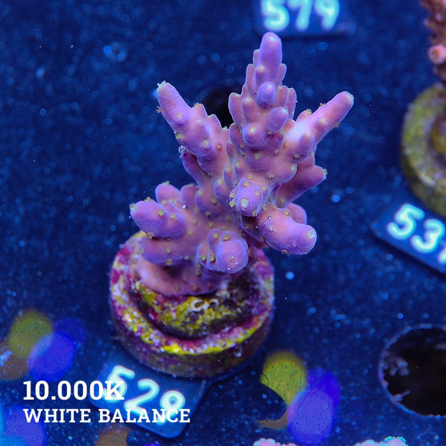 TGTG - Acropora Valida