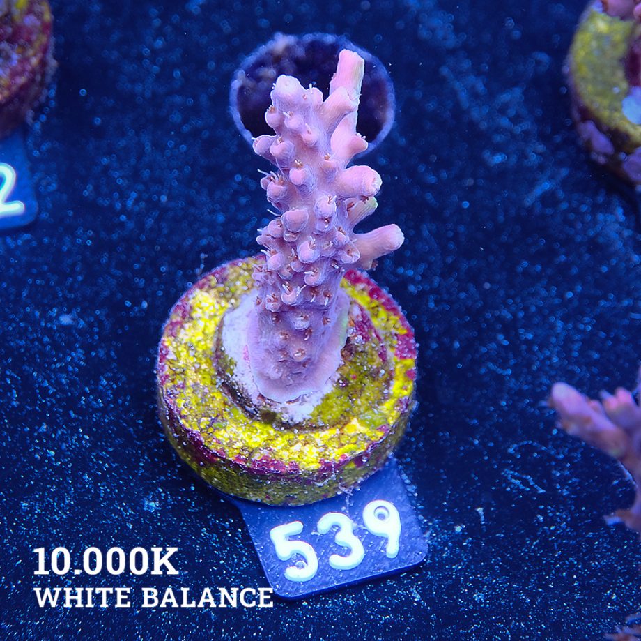 Acropora Sp.