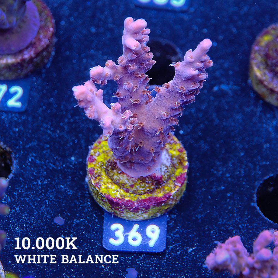 Acropora Sp.