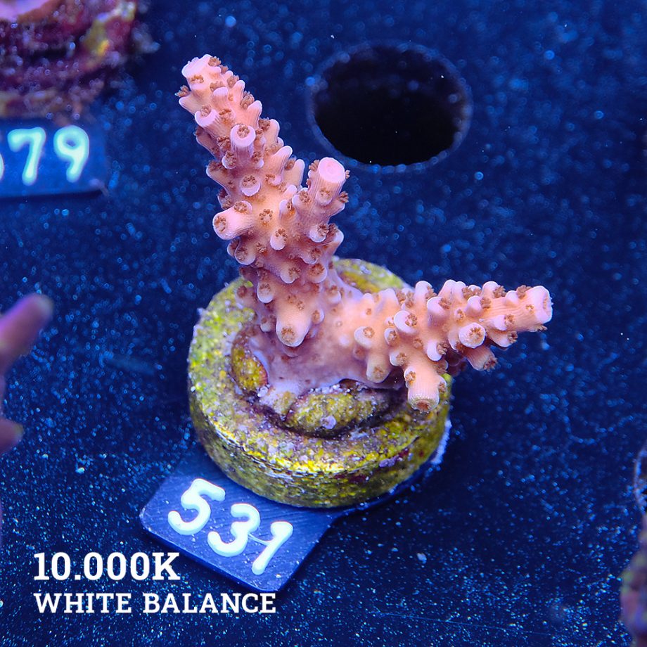 Acropora Sp.