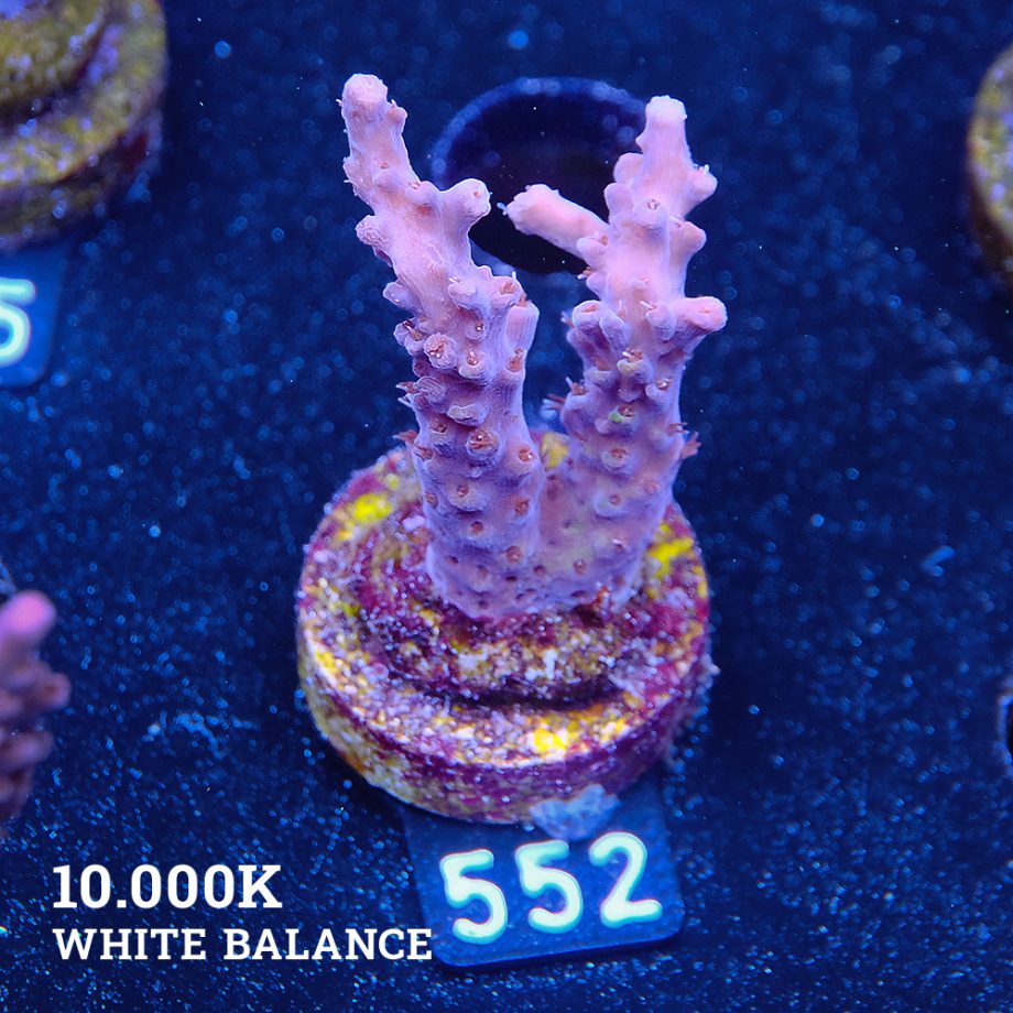 Acropora Valida
