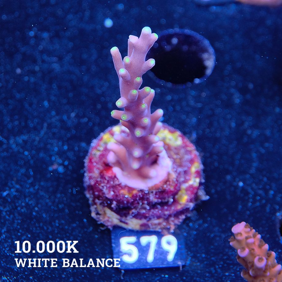 Acropora caruus 'Mrs Packman'