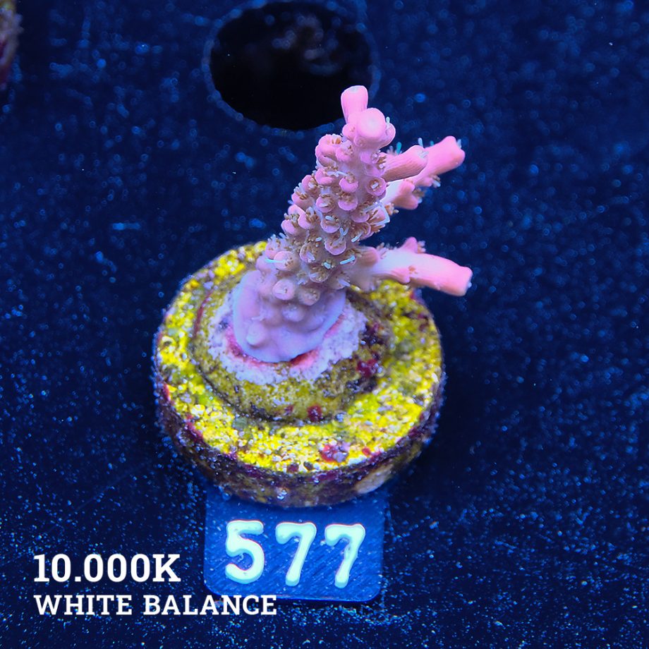 Acropora 'Confetti