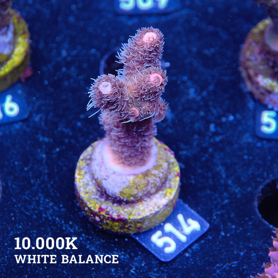 Acropora Millepora