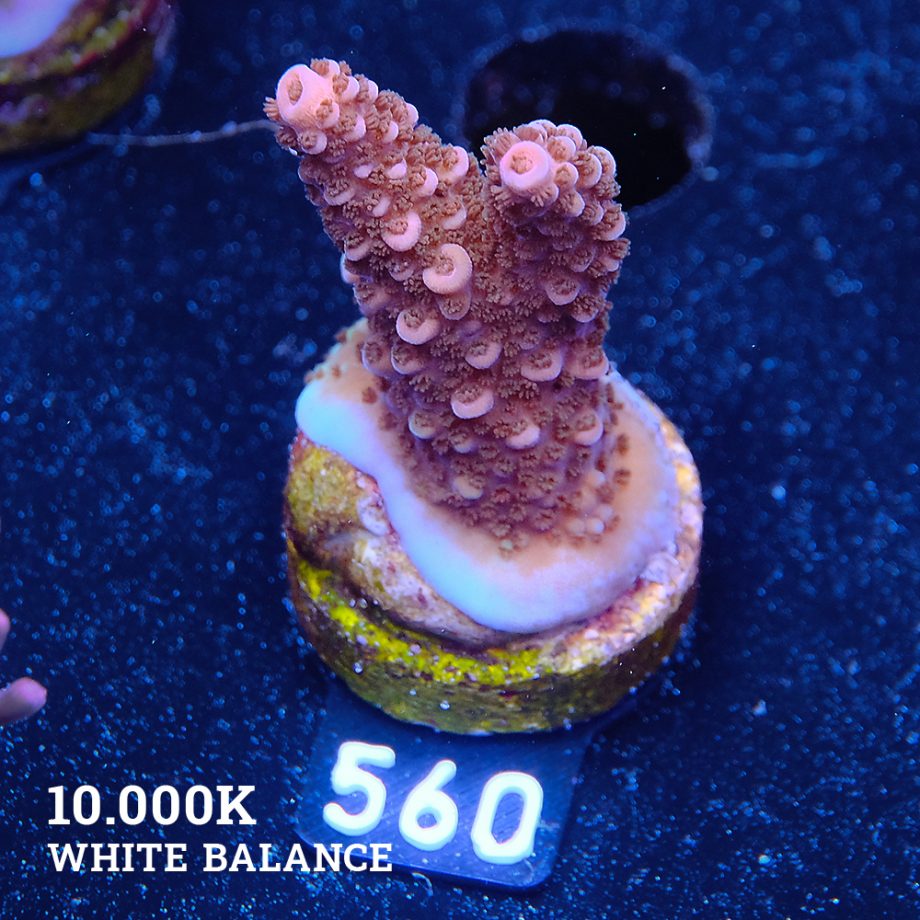 Acropora Sp.
