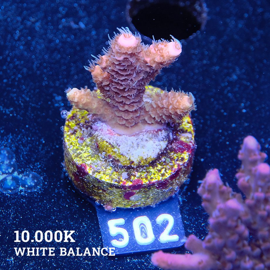 Acropora Millepora