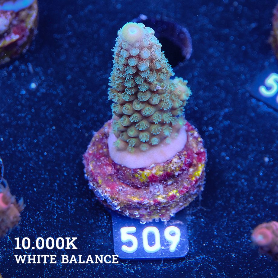 Acropora Gimmifera
