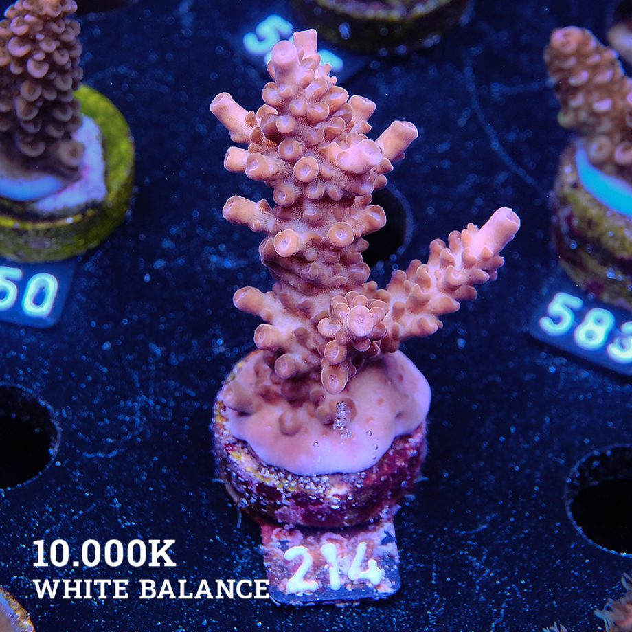 Acropora Sp.