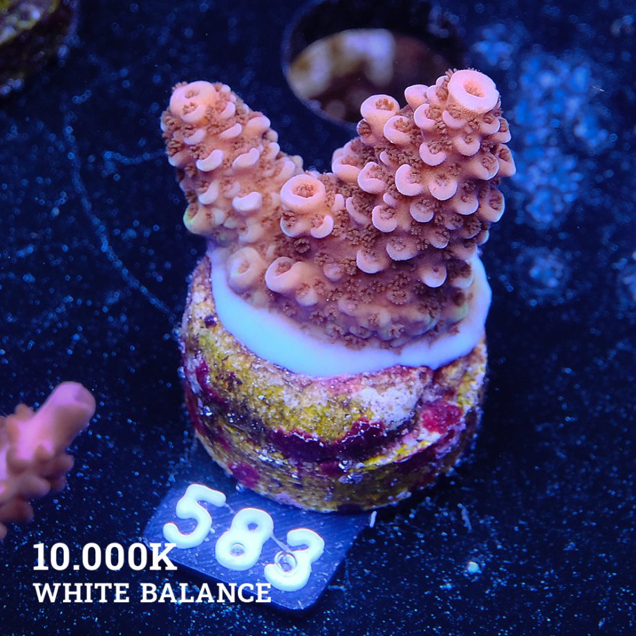 Acropora Sp.