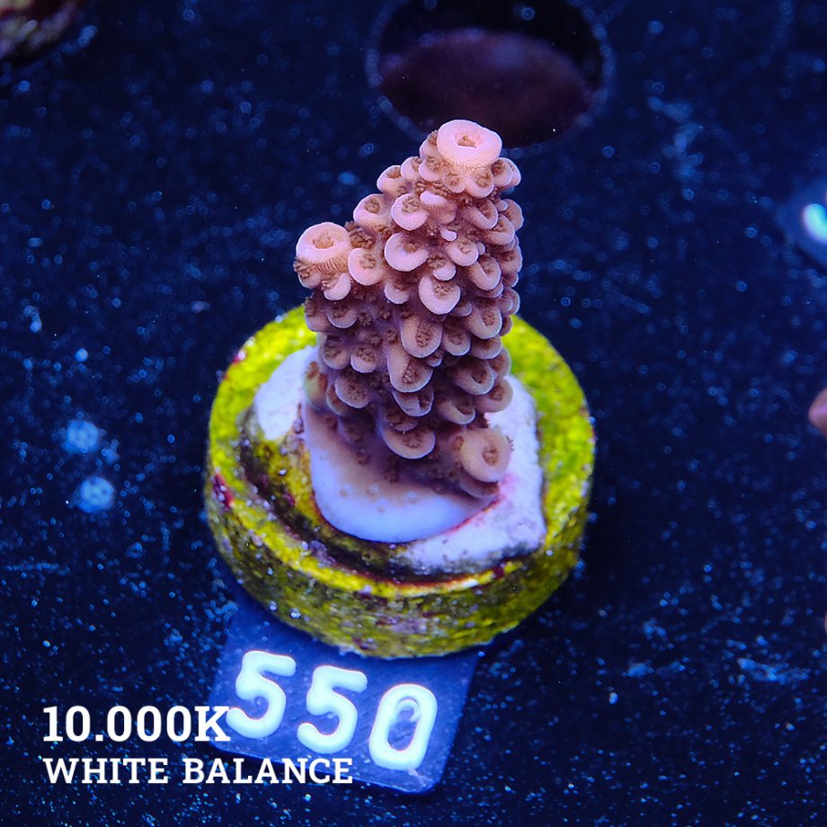 Acropora Sp.