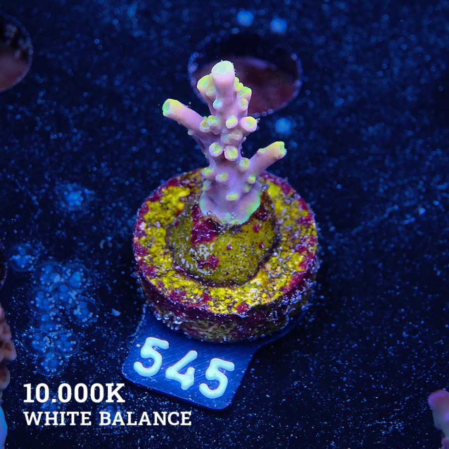 Acropora 'Purple & Yellow Tips'