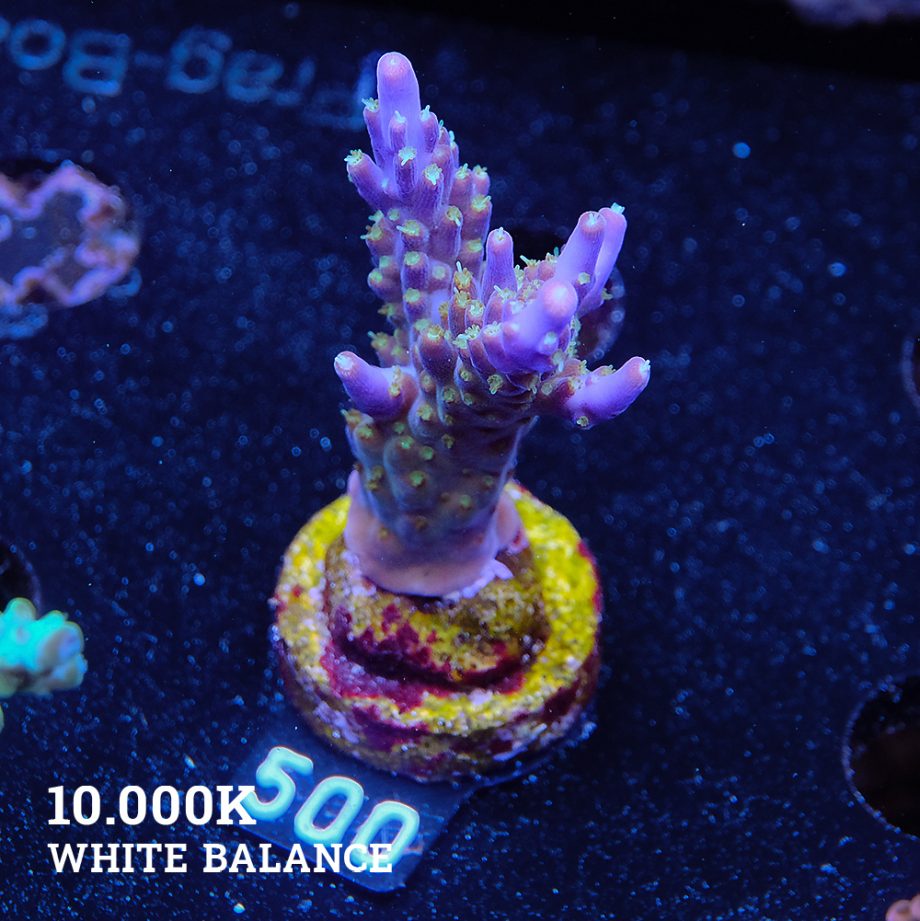 Acropora Valida