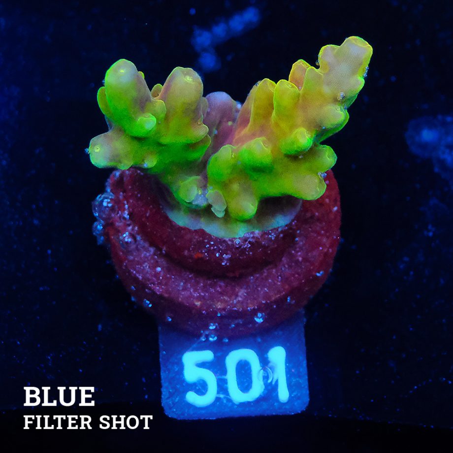 Acropora 'Goldfinger'
