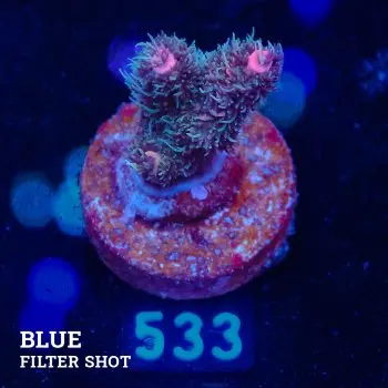 Acropora Millepora