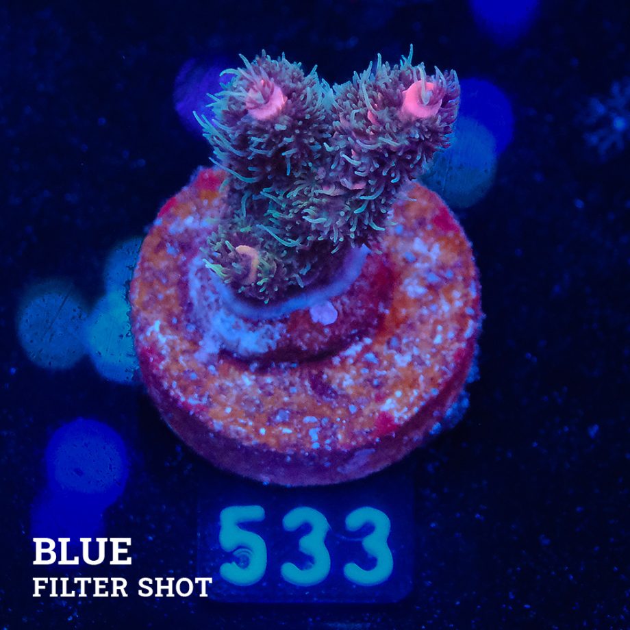 Acropora Millepora
