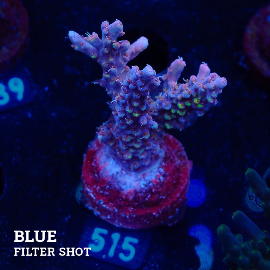 Acropora Sp.