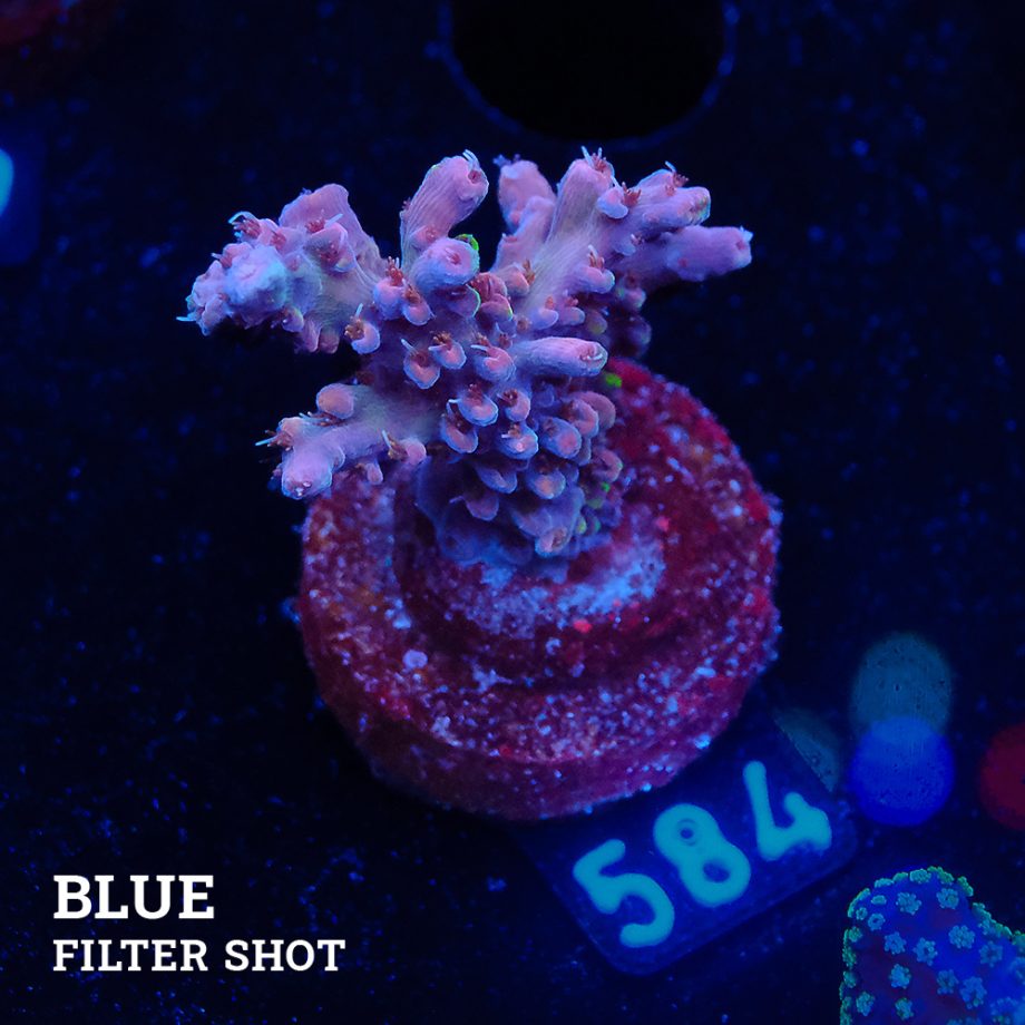 Acropora Sp.