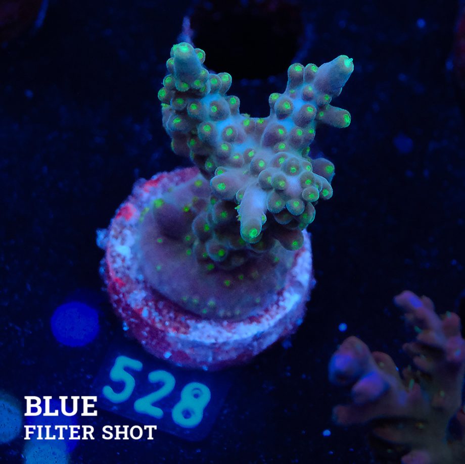 TGTG - Acropora Valida
