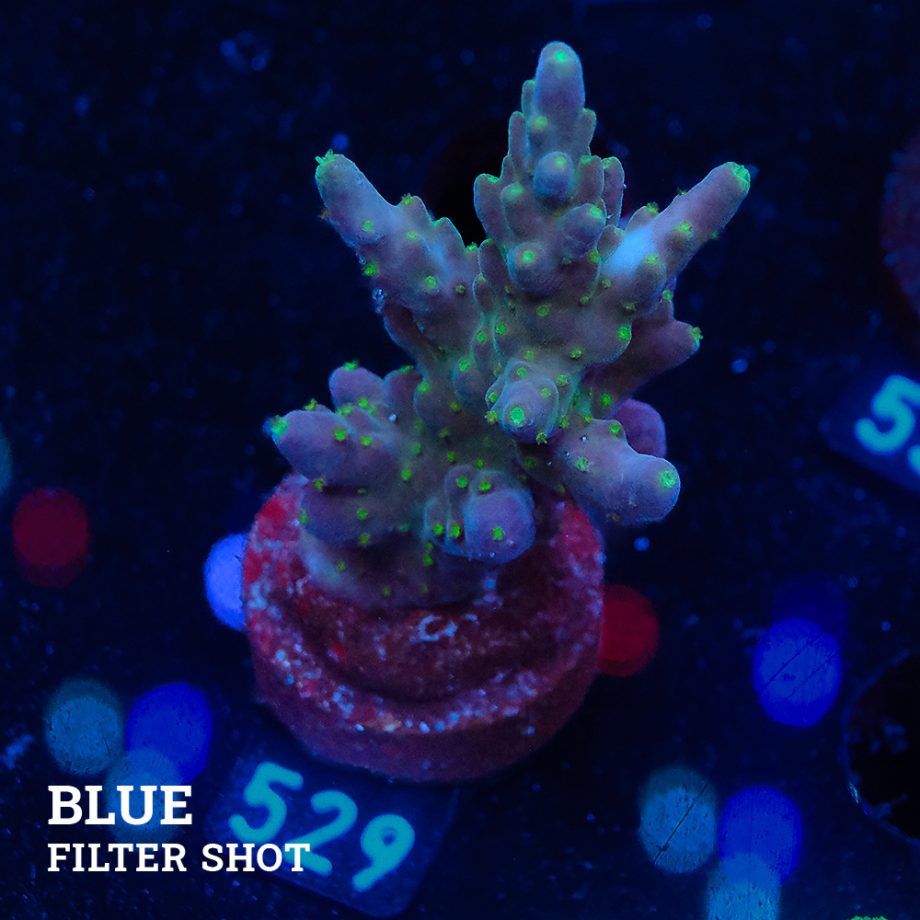TGTG - Acropora Valida