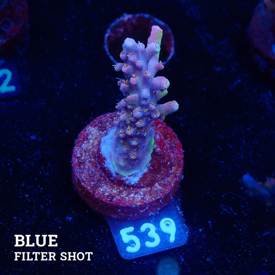 Acropora Sp.