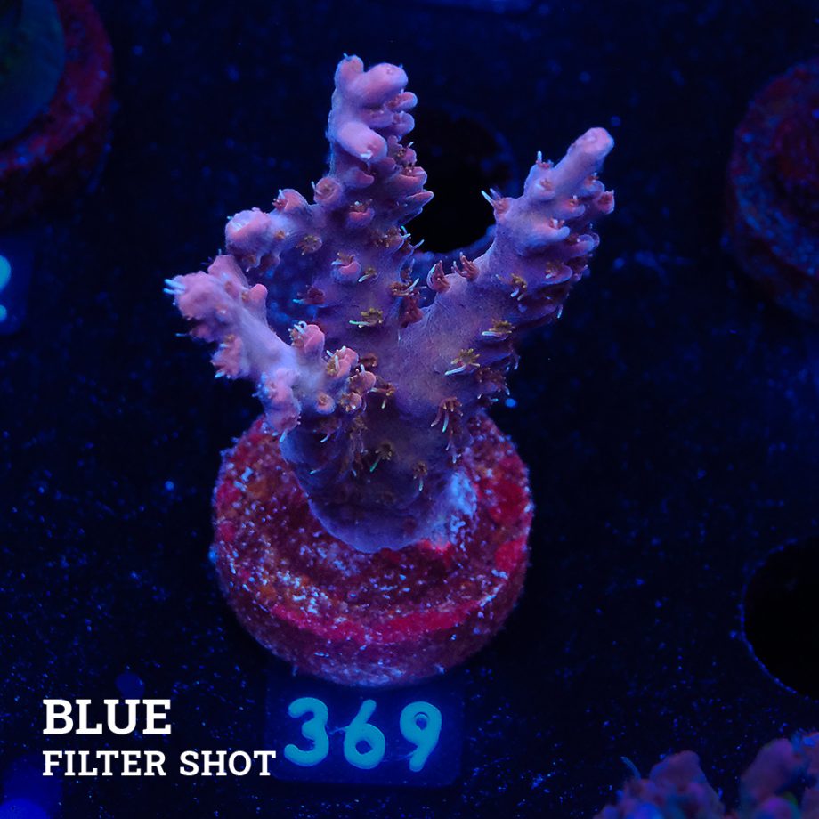 Acropora Sp.