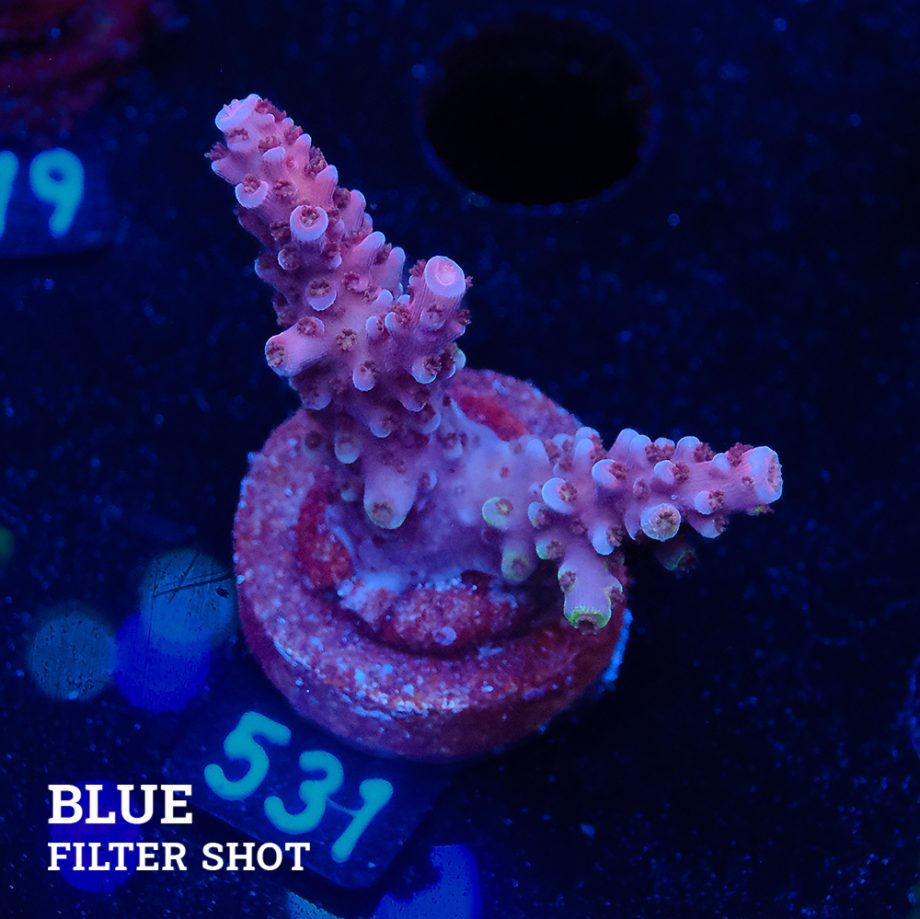 Acropora Sp.
