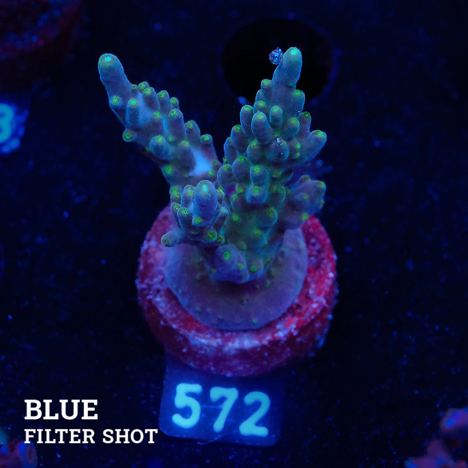 Acropora Valida