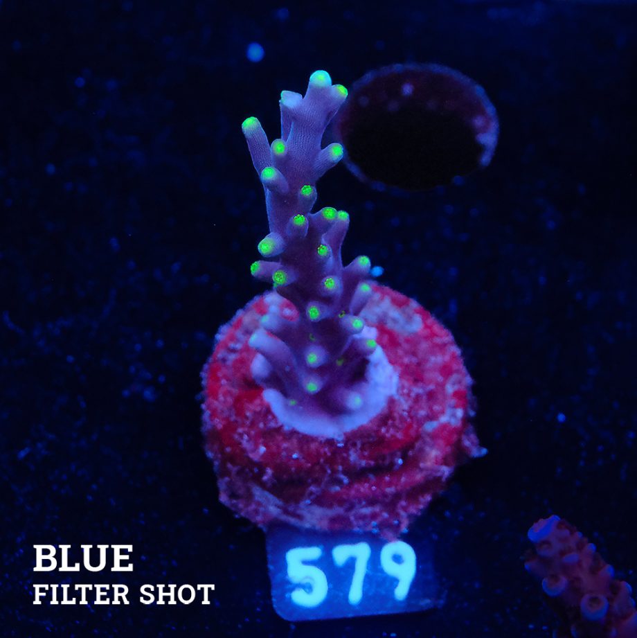 Acropora caruus 'Mrs Packman'
