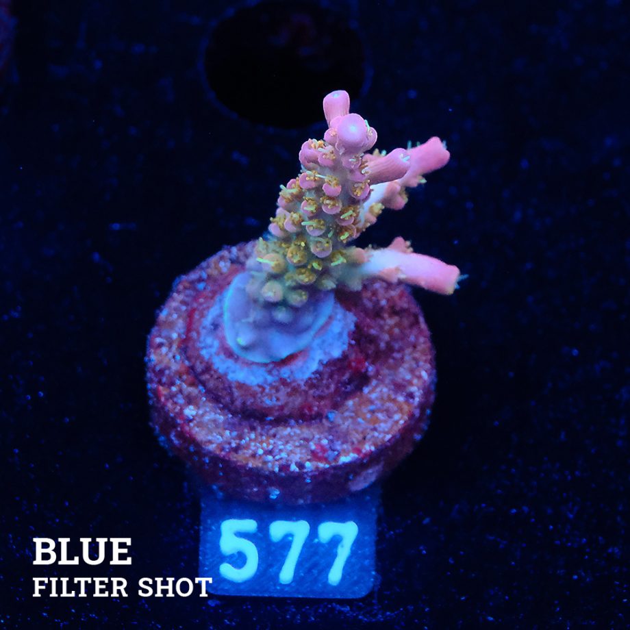 Acropora 'Confetti