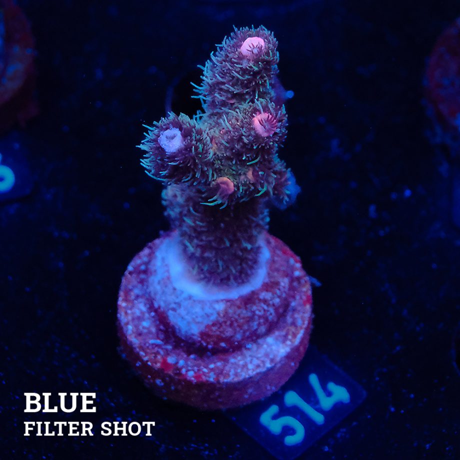 Acropora Millepora