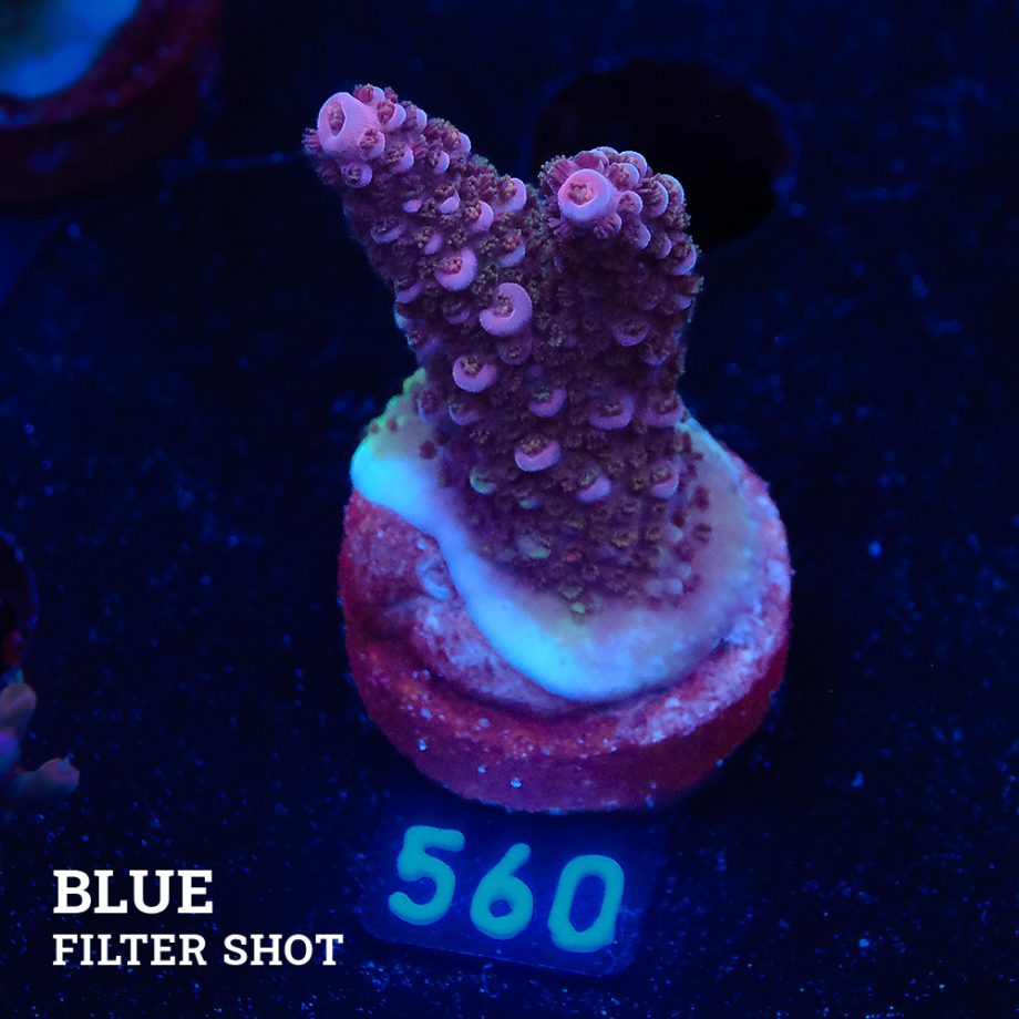 Acropora Sp.