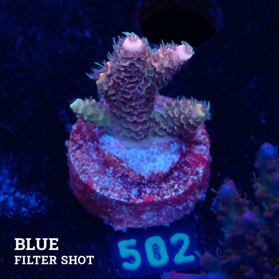 Acropora Millepora