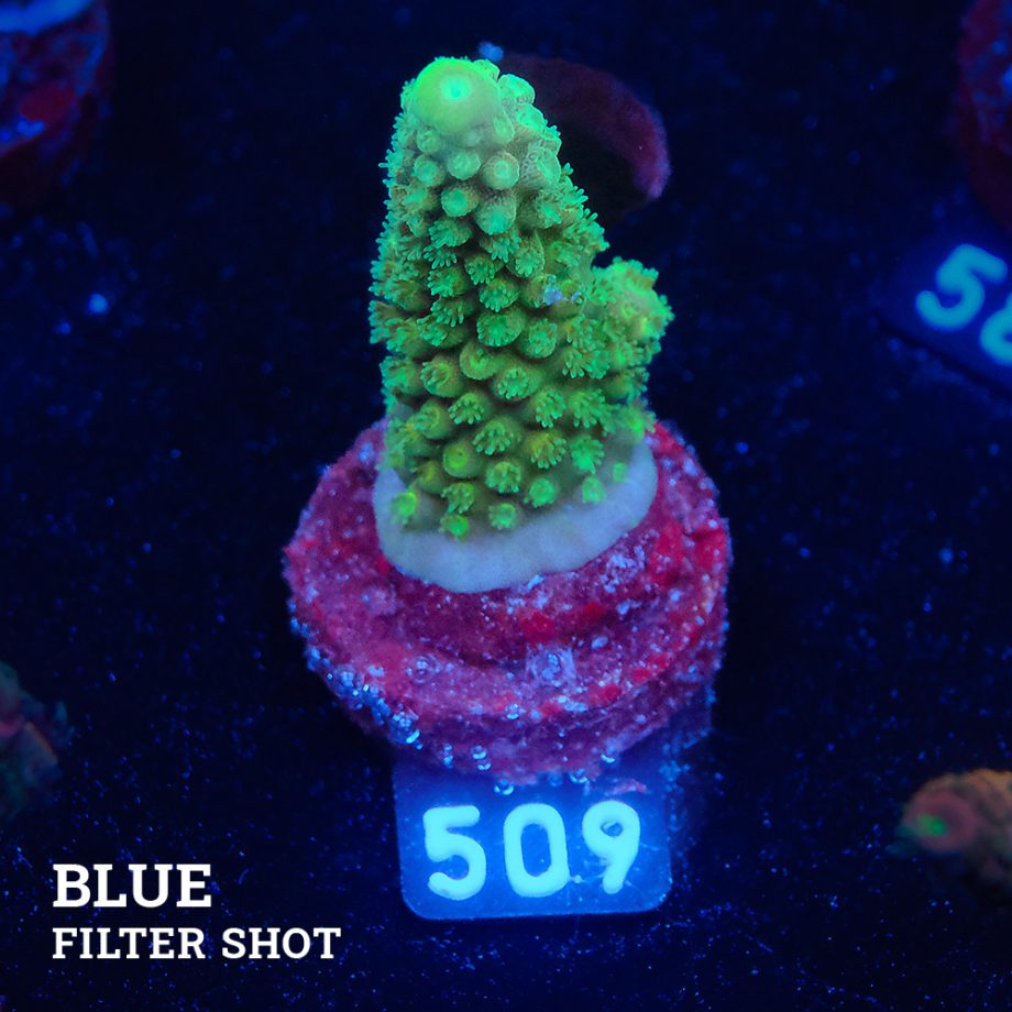 Acropora Gimmifera